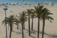 /album/fotogallerij/palm-jpg/